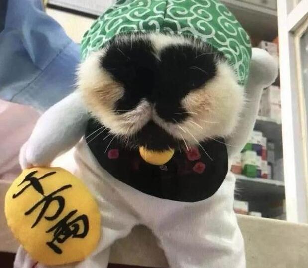 漂亮的猫大同小异,“特色”的猫万里挑一,丑猫也有人爱! 漂亮的猫大同小异,“特色”的猫万里挑一,丑猫也有人爱!