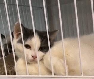 小猫咪搔首弄姿，猫：我美吗？网友：我竟然被一只猫撩到了