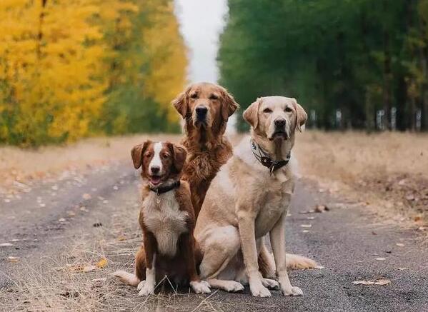一只导盲犬成本高达22万,还需要保姆伺候:是谁把它们吹成神犬? 一只导盲犬成本高达22万,还需要保姆伺候:是谁把它们吹成神犬?