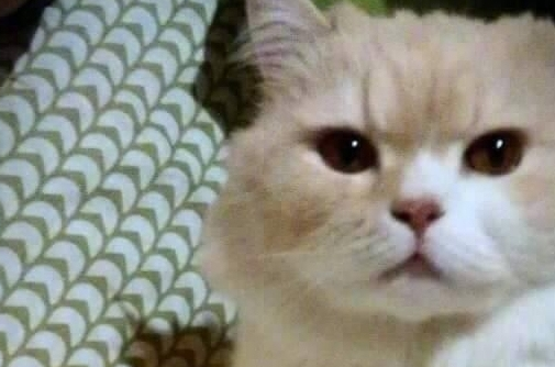 把猫咪放男友家寄养避暑，接猫咪时候，看到这一幕几乎崩溃 