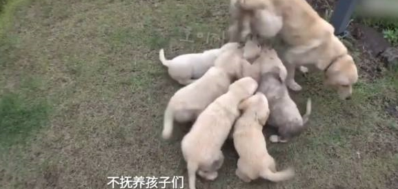 金毛妈妈责怪自己生太多,狗主人直呼天哪!谁爱要谁赶紧领走! 金毛妈妈责怪自己生太多,狗主人直呼天哪!谁爱要谁赶紧领走!