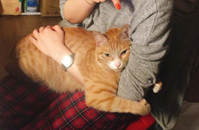试养猫咪,这家撸猫咖啡馆让顾客有“后悔药”可吃 试养猫咪,这家撸猫咖啡馆让顾客有“后悔药”可吃