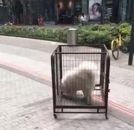 萨摩耶被送去寄养,宠物店通知:你家狗偷了我的笼子,你管不管吧 萨摩耶被送去寄养,宠物店通知:你家狗偷了我的笼子,你管不管吧