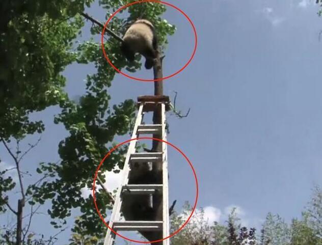 熊猫捣乱被抓，屡次攻击奶妈失败，下一秒引发全场哄笑！