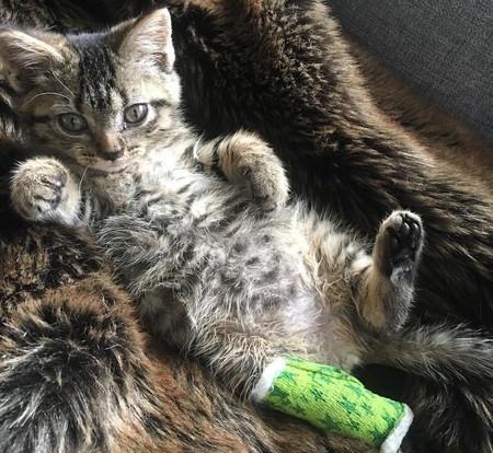 史上最勇敢的猫咪, 无惧死神, 为求生扯断腿, 看完泪目! 史上最勇敢的猫咪, 无惧死神, 为求生扯断腿, 看完泪目!