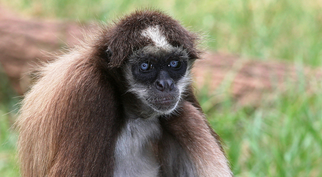 看过来新鲜出炉的新世界猴科普小知识