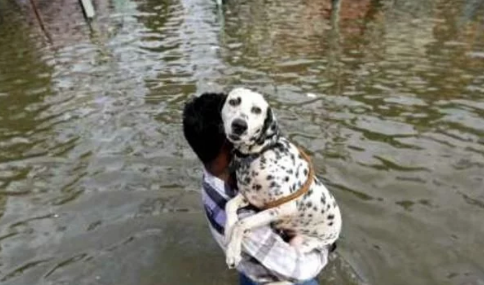 家乡遇到大水,主人把猫咪放盆里帮它逃生 家乡遇到大水,主人把猫咪放盆里帮它逃生
