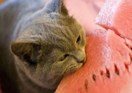 盘点猫咪最爱吃的10种食物，哄猫必备，屡试不爽！
