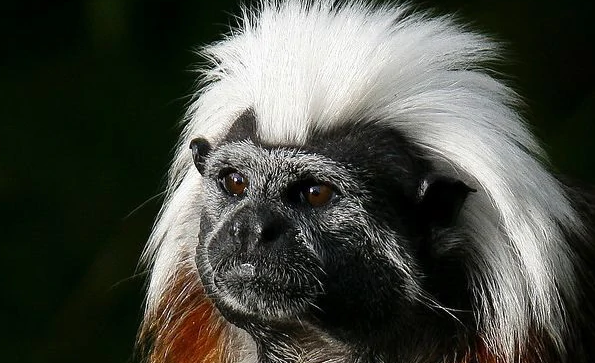 一,基本信息【中文學名】絨頂檉柳猴【拉丁學名】saguinus oedipus