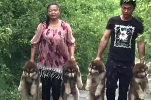 路遇主人一手提一只小阿拉斯加,路人哭笑不得! 路遇主人一手提一只小阿拉斯加,路人哭笑不得!