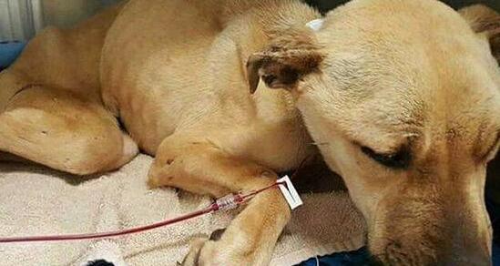 带我家狗去献血, 小家伙有点害怕, 特地带了只兔子去壮胆 带我家狗去献血, 小家伙有点害怕, 特地带了只兔子去壮胆