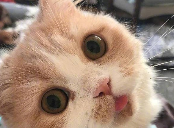 这只猫咪好神奇只要一拍照就这样…这反应让人笑喷了
