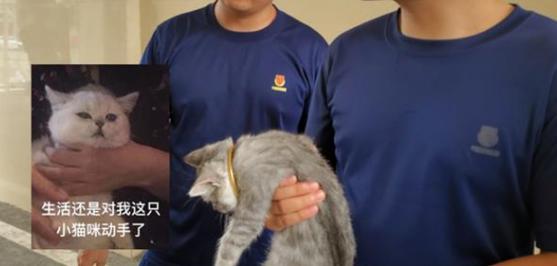 猫头被手镯卡住了，消防员却发出灵魂拷问：保猫还是保镯子？ 