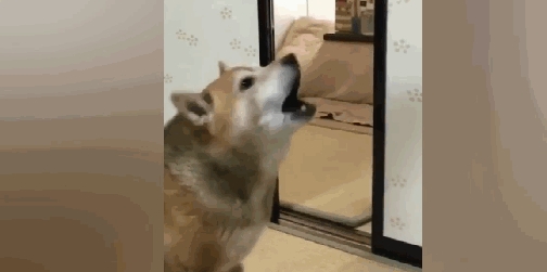 最霸气的柴犬,一旦饿了就叼着饭碗出来,摔到主人面前要求盛饭 5 最霸气的柴犬,一旦饿了就叼着饭碗出来,摔到主人面前要求盛饭 5