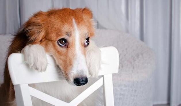 爱犬出现这些症状,其实是“缺爱”了!