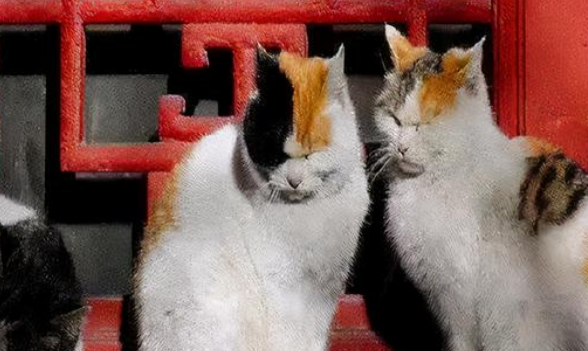 宫猫图鉴：她在故宫撸猫8年，揭开故宫600多年宫猫往事