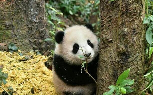 熊猫宝宝不肯回家,和奶爸玩起了捉迷藏,神结局让网友笑出猪叫 熊猫宝宝不肯回家,和奶爸玩起了捉迷藏,神结局让网友笑出猪叫