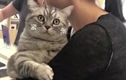 主人带猫咪去手机店,引得无数路人围观,店长脸色一变不怒反喜 主人带猫咪去手机店,引得无数路人围观,店长脸色一变不怒反喜