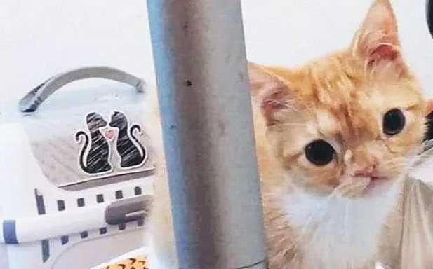 出生10天的猫咪被遗弃，天生面部畸形，好心人收养后它画风突变
