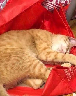 面包被猫咪咬住不松口,主人只觉得心疼,只因它曾经是一只流浪猫 2 面包被猫咪咬住不松口,主人只觉得心疼,只因它曾经是一只流浪猫 2