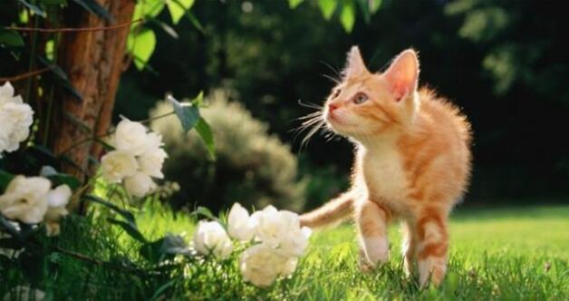 新手喂养猫咪，养小猫好还是成年猫好？看你完你就知道了