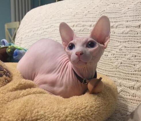 最会“记仇”的五种猫咪，美国短尾猫上榜，小心猫咪恨你一辈子！