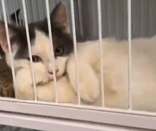 小猫咪搔首弄姿，猫：我美吗？网友：我竟然被一只猫撩到了