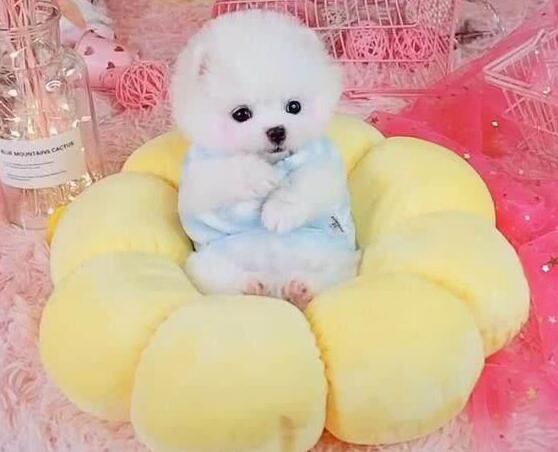 小狗狗被打扮成公主,乖乖躺在萌窝里,心已经被狗萌化! 小狗狗被打扮成公主,乖乖躺在萌窝里,心已经被狗萌化!