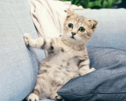 想要带猫咪出去玩嘛？这几点一定要注意好，别拿猫命开玩笑