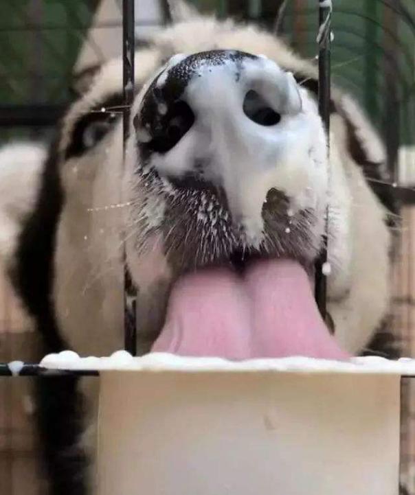 狗可以喝酸奶吗？其实有些酸奶狗狗不能碰，甚至连牛奶都不能喝