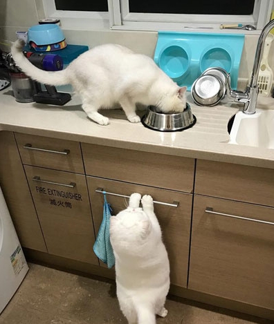 绝育完公猫自暴自弃，母猫安慰：虽然你没用了可我们还能做姐妹！