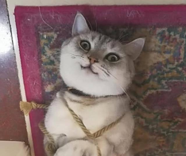猫咪不听话, 捆绑起来教训, 结果猫咪的眼神让我内心一颤! 
