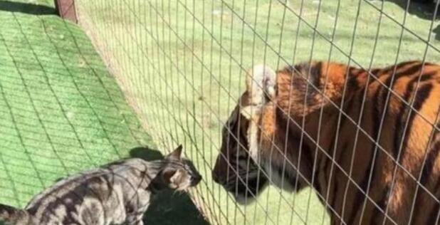猫咪进动物园看见老虎后,做了这一举动,大家都为猫咪捏了把汗! 猫咪进动物园看见老虎后,做了这一举动,大家都为猫咪捏了把汗!