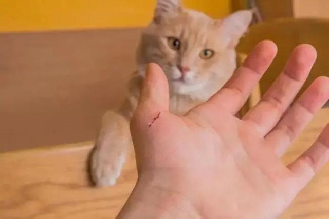 “撸猫”小心!不知道怎么解释,因为我只是一只小猫咪