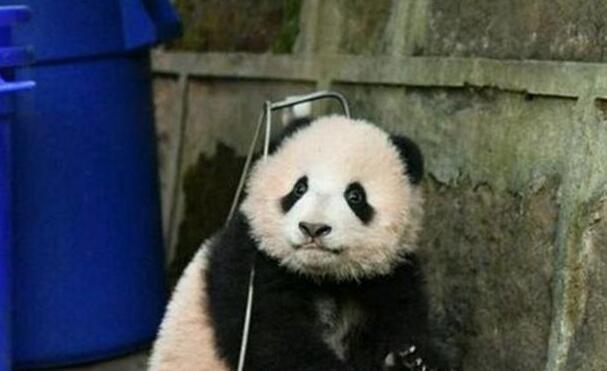 心机熊猫宝宝赖在簸箕里不肯走,奶爸看到生无可恋,网友都笑炸了 心机熊猫宝宝赖在簸箕里不肯走,奶爸看到生无可恋,网友都笑炸了