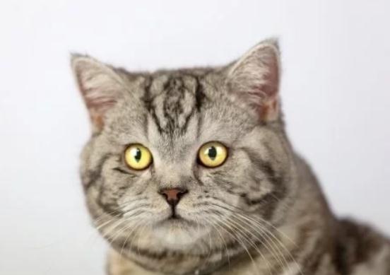 怎样起出高颜值的猫名,才能符合猫主人的独特?3 怎样起出高颜值的猫名,才能符合猫主人的独特?3