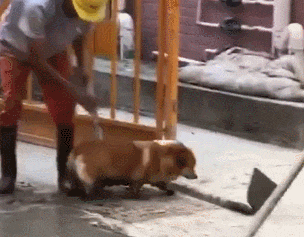 柯基犬陷入工地水泥里,网友:你底盘那么低,就不要乱跑了! 柯基犬陷入工地水泥里,网友:你底盘那么低,就不要乱跑了!