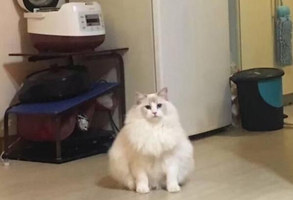 我一直以为我家的布偶猫是个大胖子，直到我给宠物猫剃了毛
