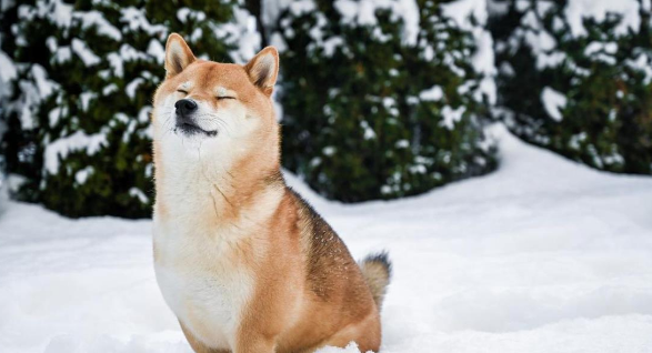 冬天养狗的五大误区，看看你犯了几个？
