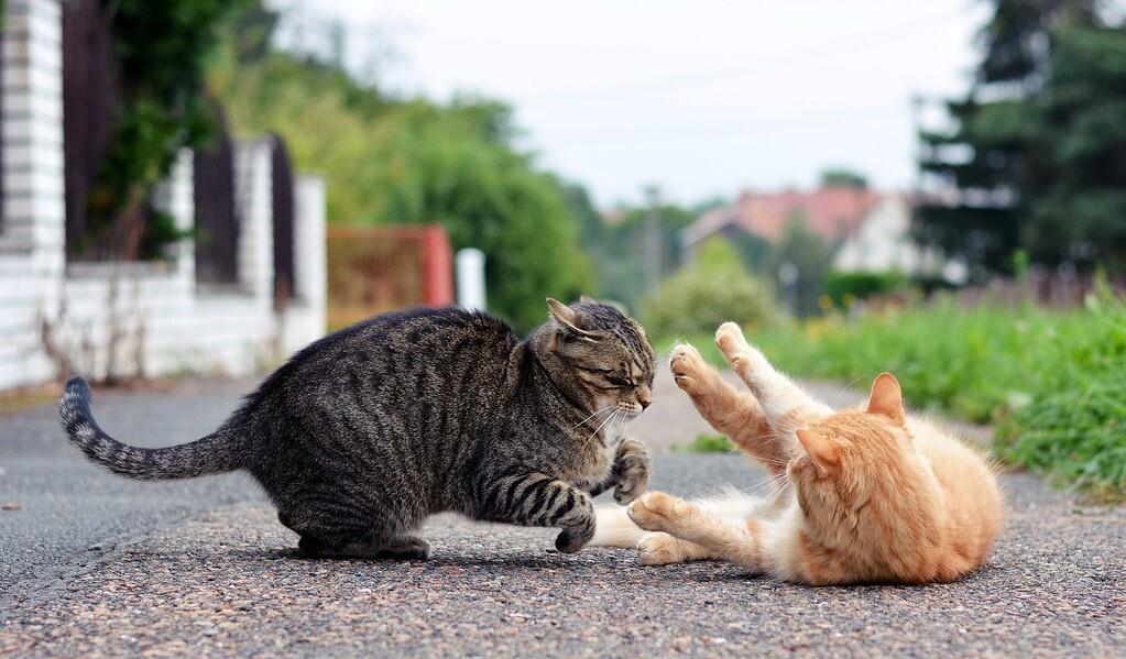 猫咪之间打架受伤，如何处理伤口？主人需要掌握这个原则