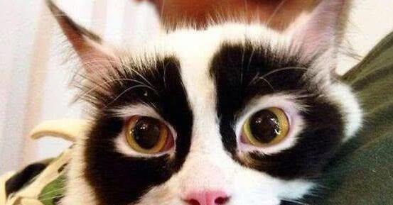 漂亮的猫大同小异,“特色”的猫万里挑一,丑猫也有人爱! 漂亮的猫大同小异,“特色”的猫万里挑一,丑猫也有人爱!