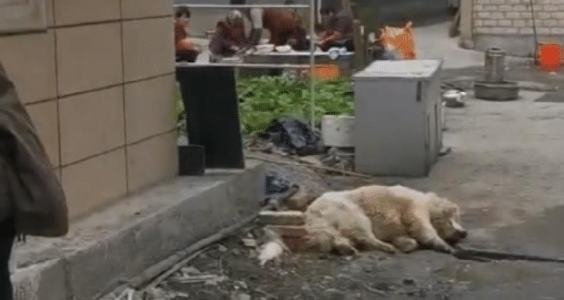 男子在路边屠狗,哀嚎声传遍小区,女子愤然制止,他的回答太嚣张 男子在路边屠狗,哀嚎声传遍小区,女子愤然制止,他的回答太嚣张