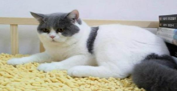 养猫就要养公猫，好处有5个，养了不后悔 
