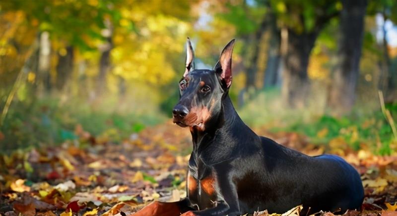 全世界公认5大“出色警犬”，中国犬种榜上有名