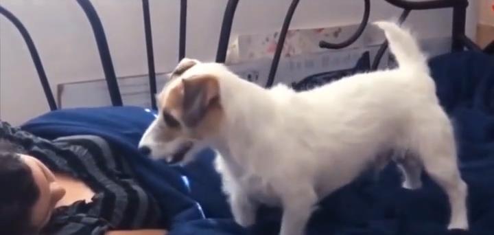 狗狗成为家庭保姆会怎样，老外家“土狗”就是个例子