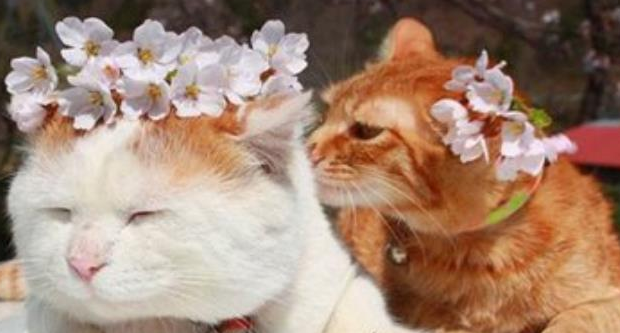 宠物猫健康自查终极指南：用正确的方法还需要专业的体检！(图5)