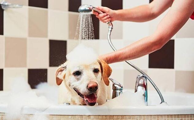 狗狗身上有味道是因为不洗澡吗？做好7件事帮助狗狗告别臭味