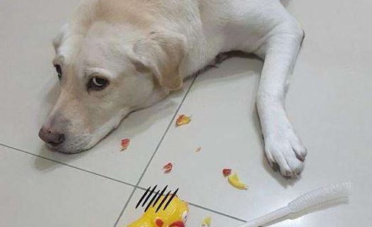 主人觉得有趣，狗狗很害怕的5种“惩罚方式”！