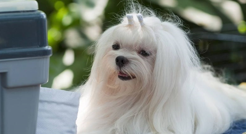 五种长寿的品种狗：小型犬更容易活得久，智商低的它排第一名 