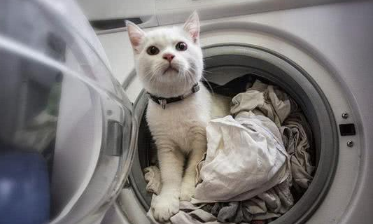 宠主把衣服放进洗衣机，却发现自家猫咪不见了，十分钟后：快送医院
